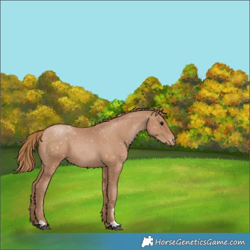 Horse Color:Black Pearl Appaloosa