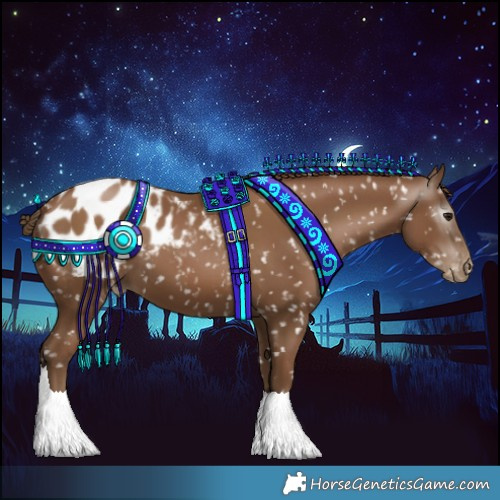 Horse Color:Gray Black Pearl Appaloosa 