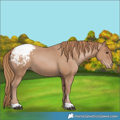 Horse Color:Black Pearl Appaloosa 