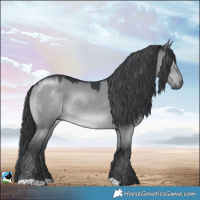 Horse Color:Grullo Chinchilla Rabicano 