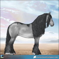 Horse Color:Grullo Chinchilla Rabicano 