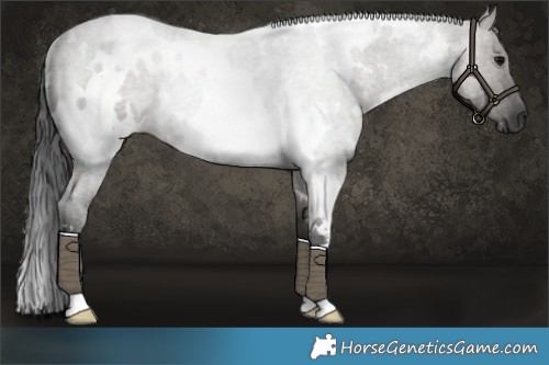 Horse Color:White Spotted Grullo Roan Rabicano 