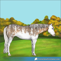 Horse Color:Silver Buckskin Sabino Splash 