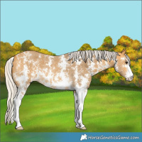 Horse Color:Silver Buckskin Sabino 