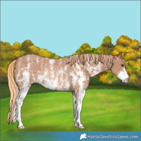 Horse Color:Chestnut Sabino Rabicano 