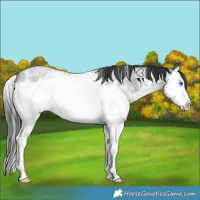 Horse Color:Blue Roan Sabino Splash Rabicano 
