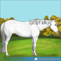 Horse Color:Smoky Black Sabino Splash Rabicano 