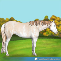 Horse Color:Smoky Black Pearl Sabino Splash 