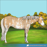 Horse Color:Silver Buckskin Sabino Rabicano 