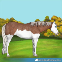 Horse Color:Silver Black Splash Rabicano 