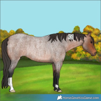 Horse Color:Bay Roan Rabicano 