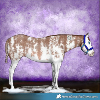 Horse Color:Chestnut Sabino Splash Rabicano 