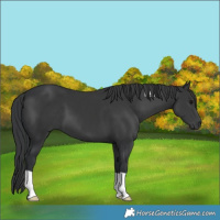 Horse Color:Black 