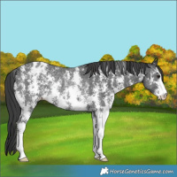 Horse Color:Black Sabino Appaloosa Rabicano 