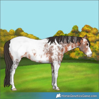 Horse Color:Bay Sabino Appaloosa 