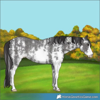 Horse Color:Smoky Black Sabino Rabicano 