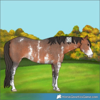 Horse Color:Bay Sabino Varnish Rabicano 