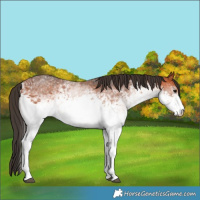 Horse Color:White Spotted Bay 