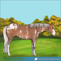 Horse Color:Silver Bay Sabino Appaloosa 