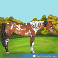 Horse Color:White Spotted Bay Rabicano 