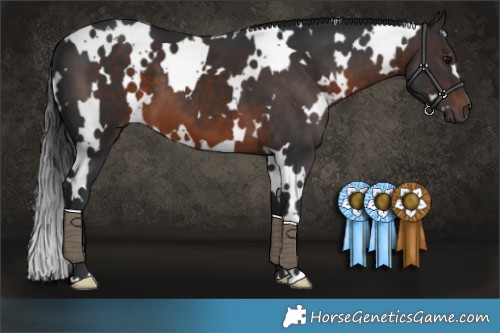 Horse Color:White Spotted Brown 