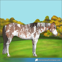 Horse Color:White Spotted Bay Sabino Rabicano 
