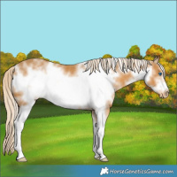 Horse Color:Palomino Sabino Frame Varnish Rabicano 