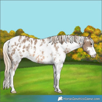 Horse Color:White Spotted Chocolate Palomino Sabino Blanket Rabicano