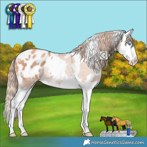 Horse Color:White Spotted Gold Champagne Splash Appaloosa Rabicano 