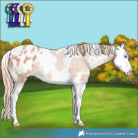 Horse Color:White Spotted Gold Champagne Splash Appaloosa Rabicano 