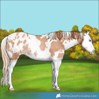 Horse Color:White Spotted Gold Champagne Splash Appaloosa Rabicano 