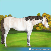 Horse Color:White Spotted Amber Champagne Roan Rabicano
