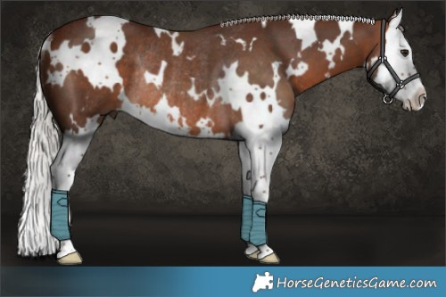 Horse Color:White Spotted Silver Brown Splash Rabicano 