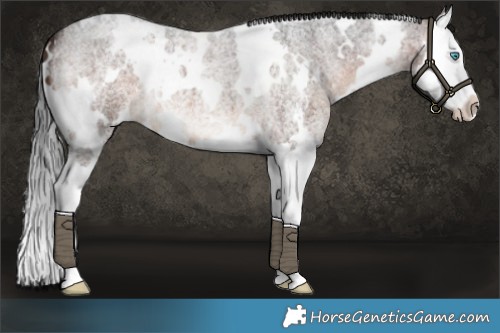 Horse Color:White Spotted Brown Roan Splash 