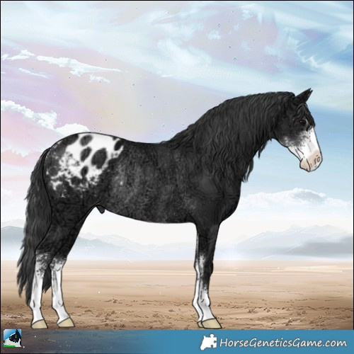 Horse Color:Black Ice Sabino Appaloosa Rabicano 