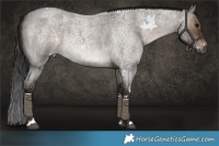 Horse Color:White Spotted Brown Roan Dun Brindle