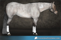 Horse Color:White Spotted Brown Roan Dun Brindle