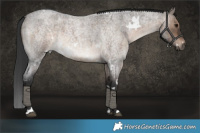 Horse Color:White Spotted Brown Roan Dun Brindle