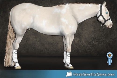 Horse Color:White Spotted Perlino Dun Rabicano 