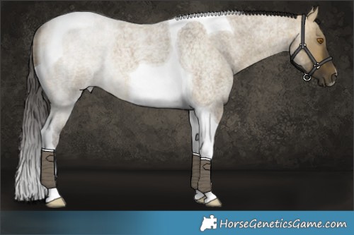 Horse Color:Buckskin Roan Dun Tobiano 