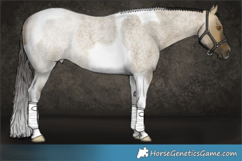 Horse Color:Buckskin Roan Dun Tobiano 