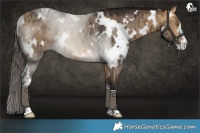 Horse Color:White Spotted Buckskin Dun Rabicano Brindle