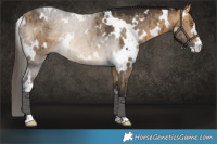 Horse Color:White Spotted Buckskin Dun Rabicano Brindle 