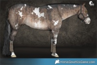 Horse Color:White Spotted Brown Dun Sabino Rabicano Brindle