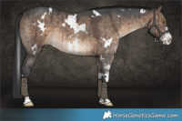 Horse Color:White Spotted Brown Dun Sabino Rabicano Brindle 