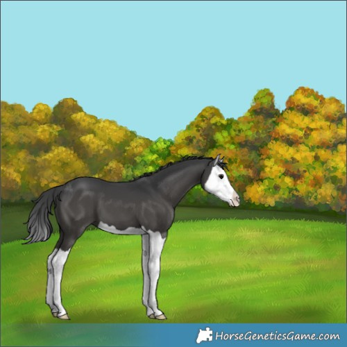 Horse Color:Black Splash 