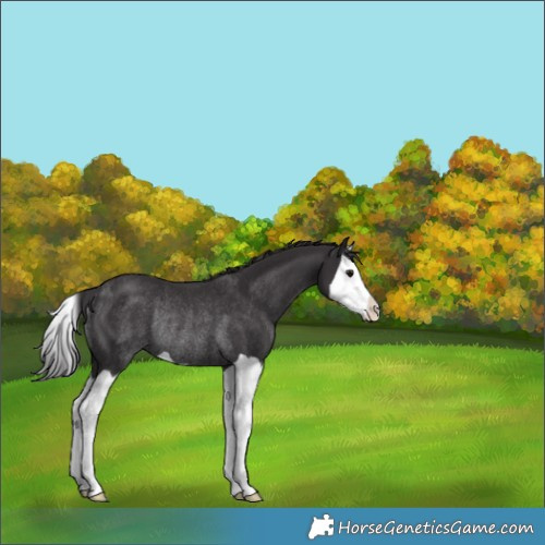 Horse Color:Smoky Black Splash Rabicano