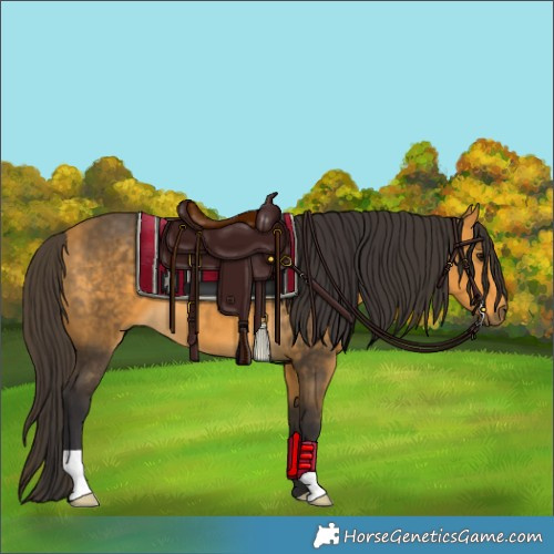 Horse Color:Buckskin