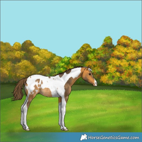 Horse Color:Buckskin Tobiano Appaloosa Rabicano 