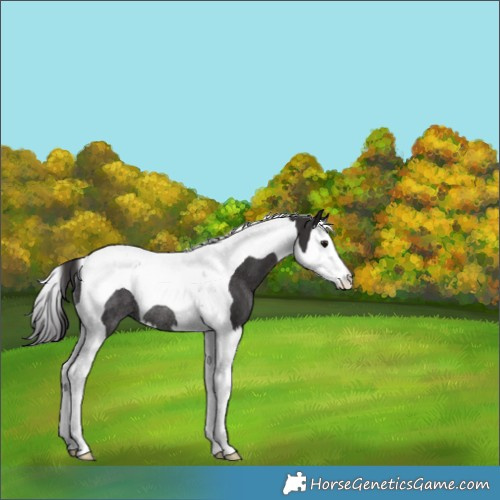 Horse Color:Smoky Black Splash Tobiano Rabicano